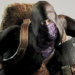Resident Evil Requiem Mod Provides RE4’s Service provider