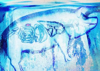 Supercooled kidneys have been transplanted into pigs in a “landmark achievement”