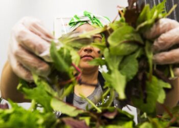 Salad Chains Are Seeing Foot Visitors Drop Over Cyclosporiasis Fears