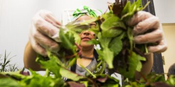Salad Chains Are Seeing Foot Visitors Drop Over Cyclosporiasis Fears