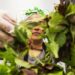 Salad Chains Are Seeing Foot Visitors Drop Over Cyclosporiasis Fears