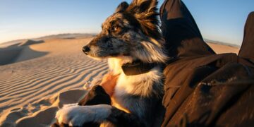 Fi Releases the First Pet Collar to Use Starlink to Observe Pets Anyplace They Go