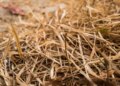 Farmer trusted AI after it gave good recommendation, then it helped wipe out 25 acres of his crops