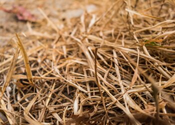 Farmer trusted AI after it gave good recommendation, then it helped wipe out 25 acres of his crops