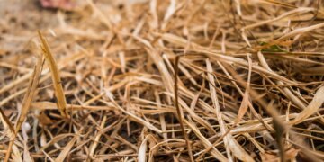 Farmer trusted AI after it gave good recommendation, then it helped wipe out 25 acres of his crops