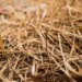 Farmer trusted AI after it gave good recommendation, then it helped wipe out 25 acres of his crops
