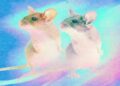 Cloning may very well be used to avoid wasting species—or make human “organ sacks”