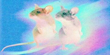 Cloning may very well be used to avoid wasting species—or make human “organ sacks”