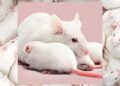Scientists simply created feminine clones of male mice