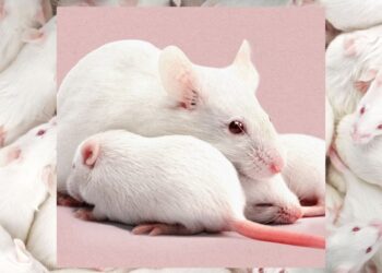 Scientists simply created feminine clones of male mice