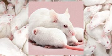 Scientists simply created feminine clones of male mice