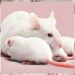 Scientists simply created feminine clones of male mice
