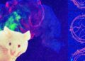 Meet a mouse whose mind cortex is made up of human cells