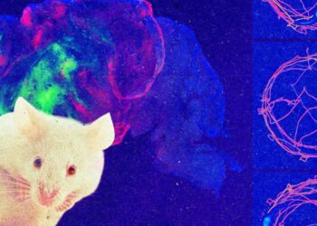 Meet a mouse whose mind cortex is made up of human cells